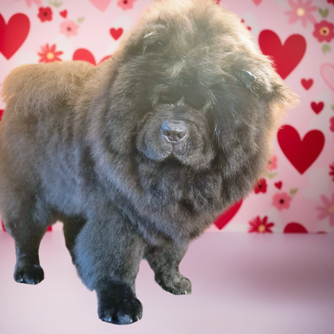 A fluffy black chow chow after grooming