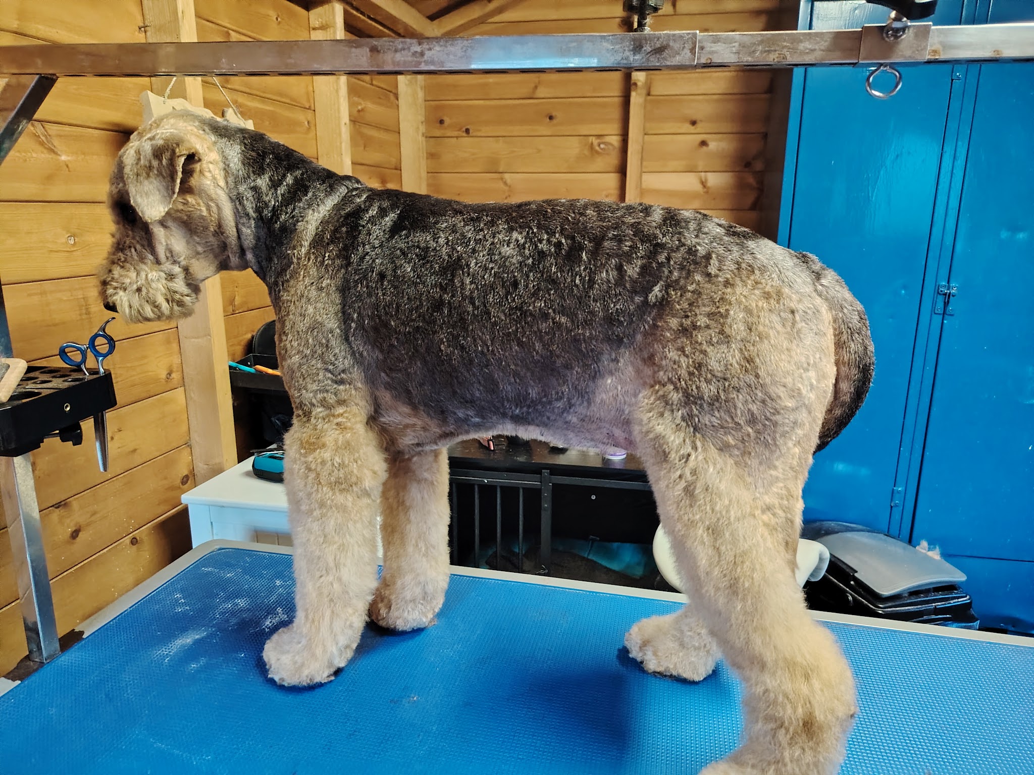 A freshly clipped wiry terrier standing on the grooming table