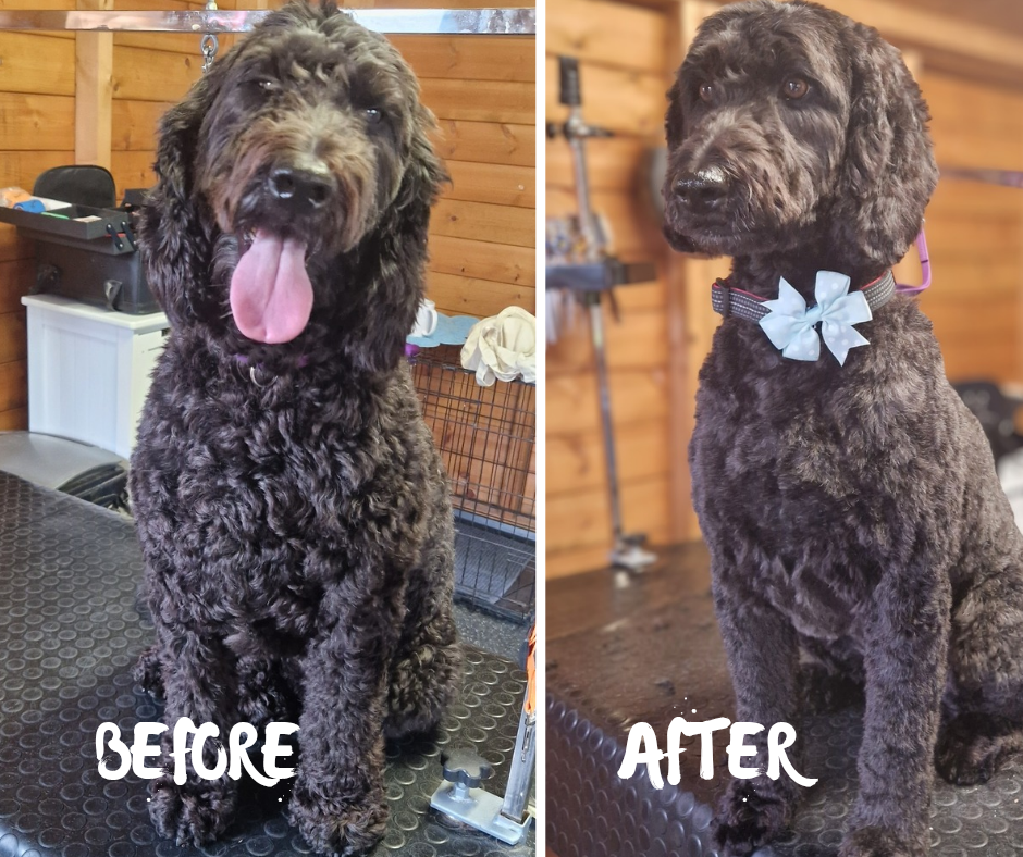 A curly black doodle shown before and after grooming