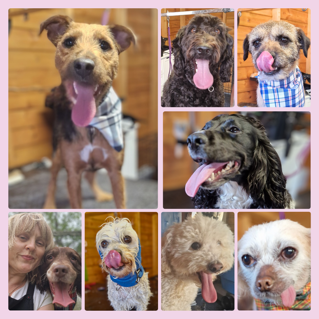 A collage of happy groomed dogs