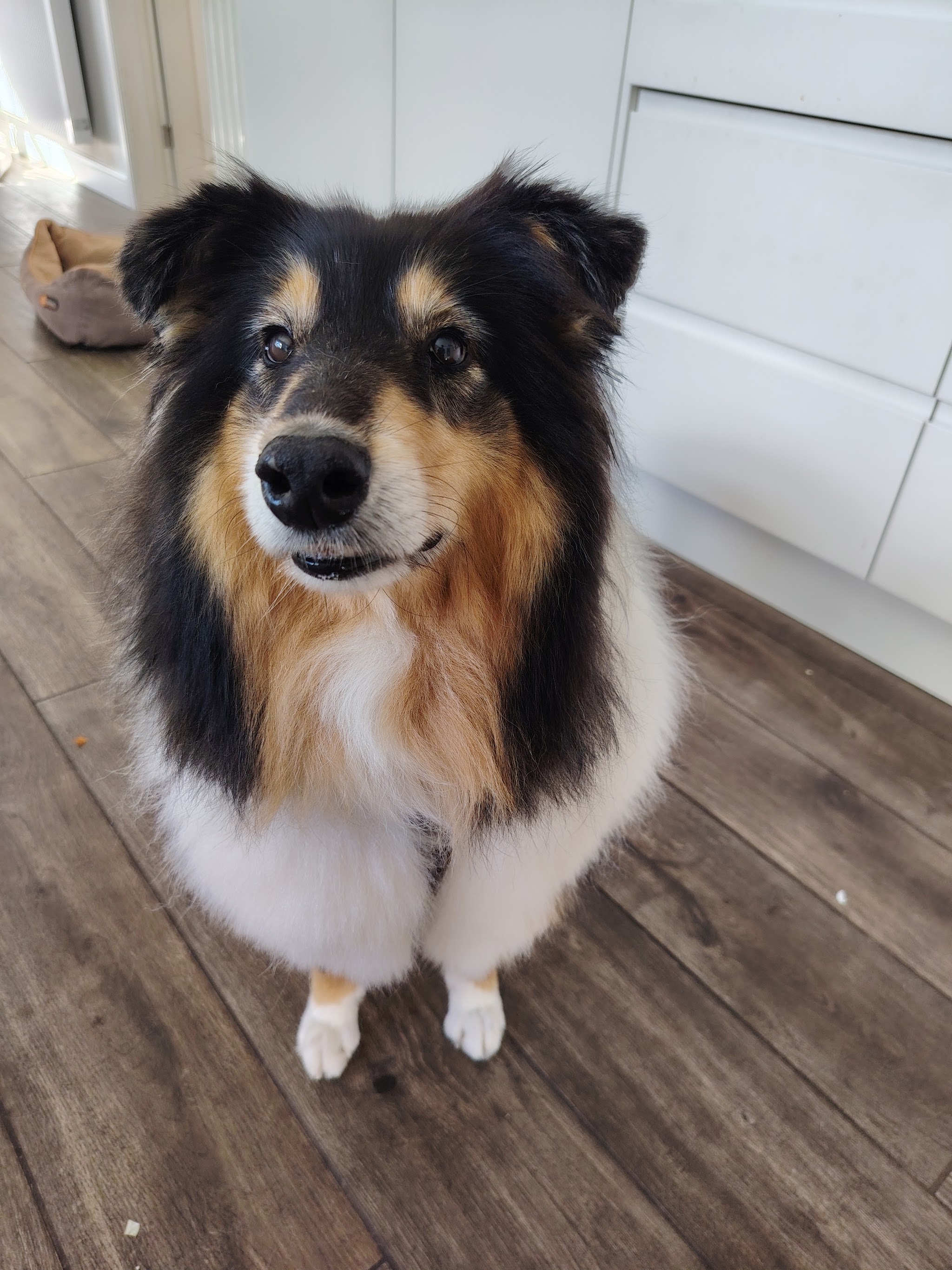 A tricolour collie sitting neatly after a groom
