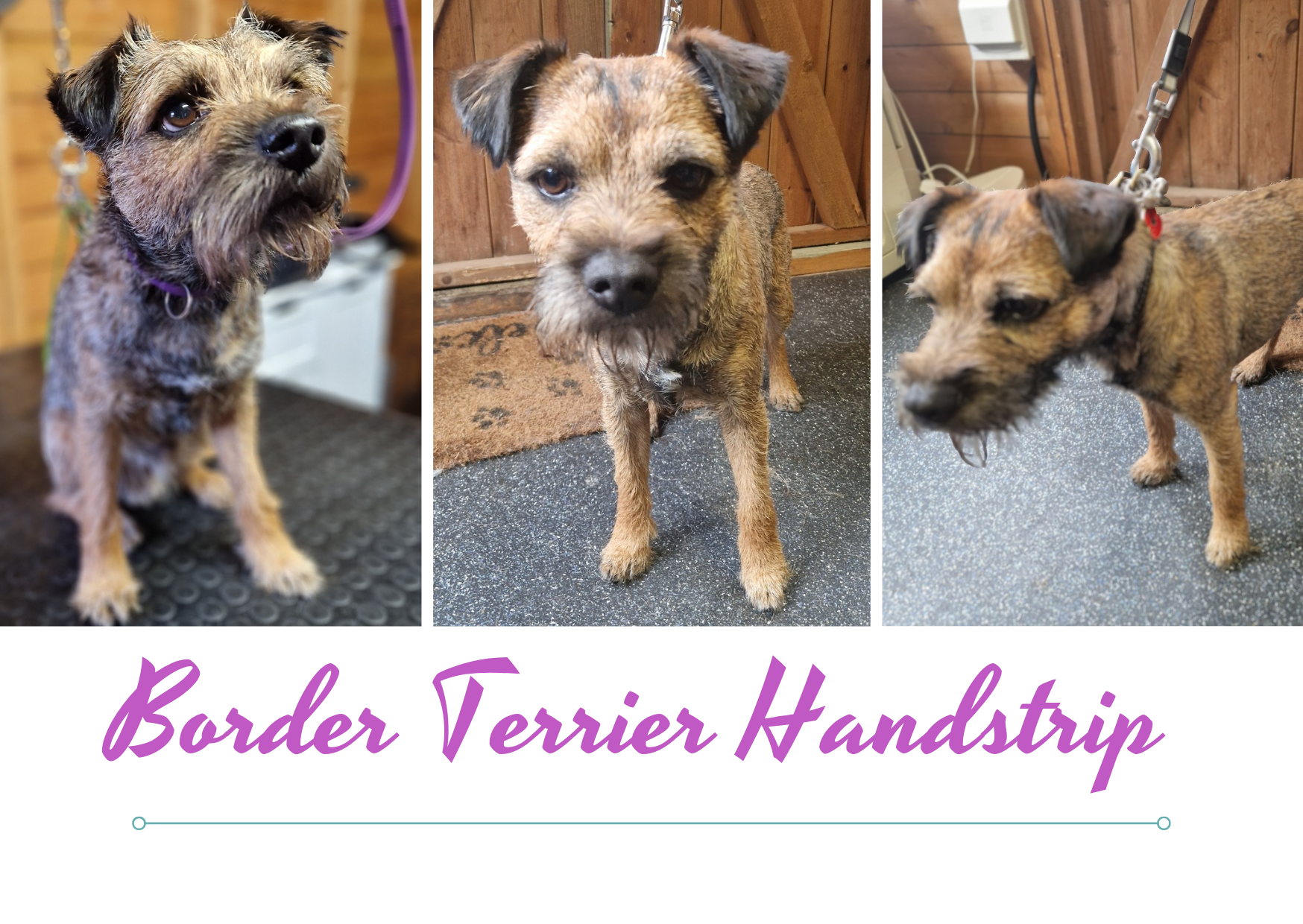 A Border Terrier from three angles after a handstrip
