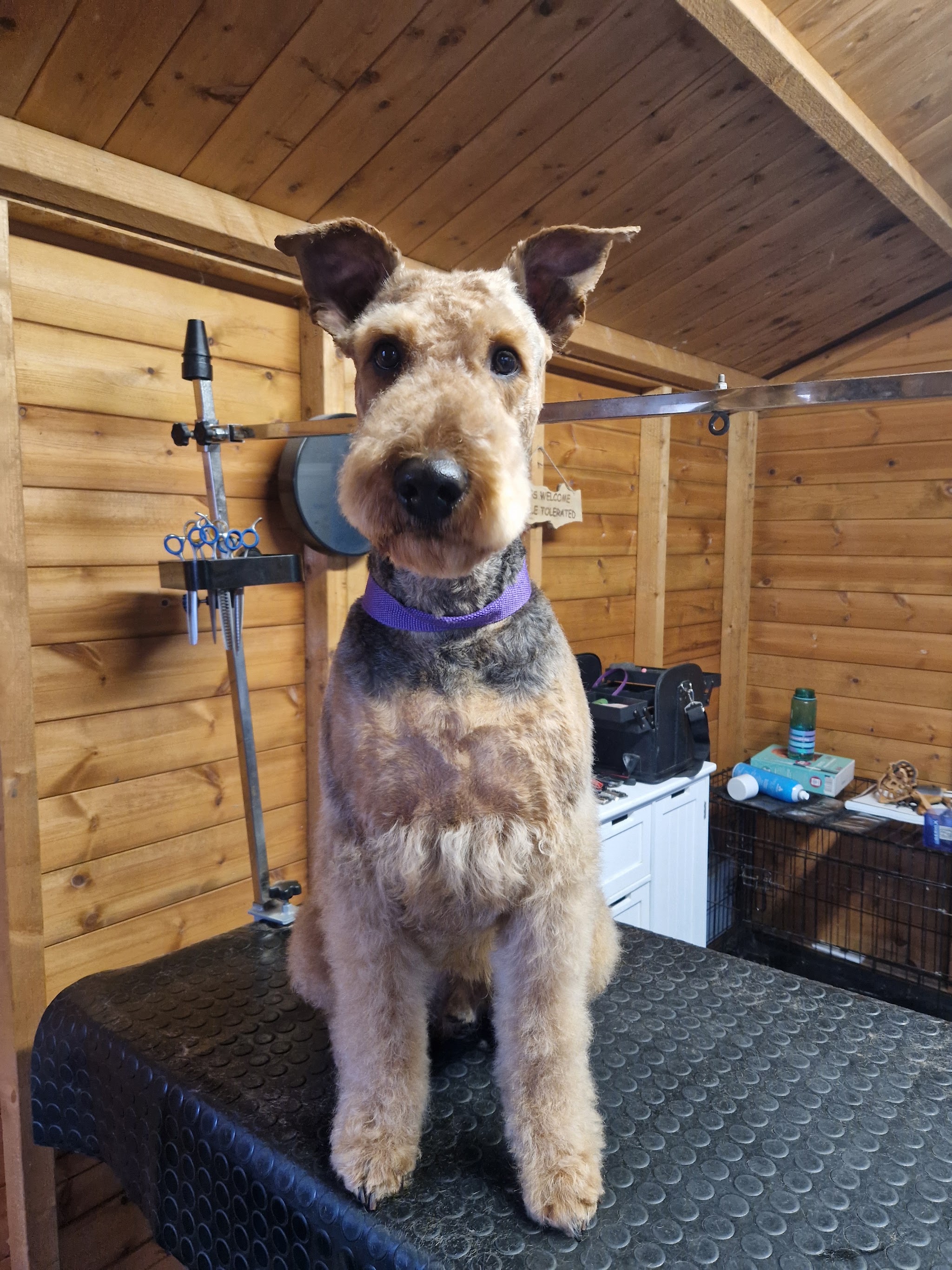 A neatly trimmed terrier on the table in the timber grooming room