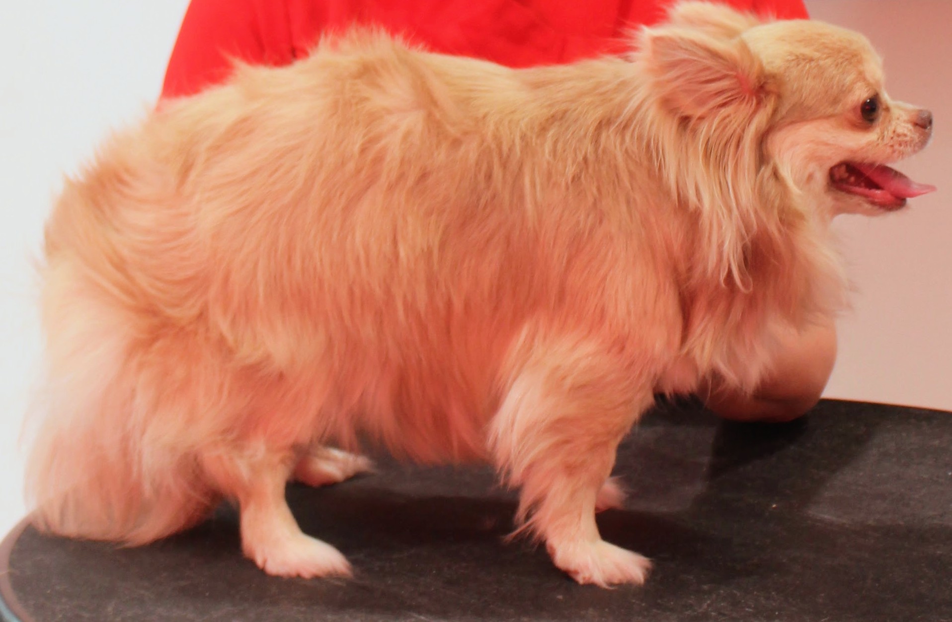 A small fluffy dog in profile after a groom